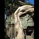 Im Ta Prohm